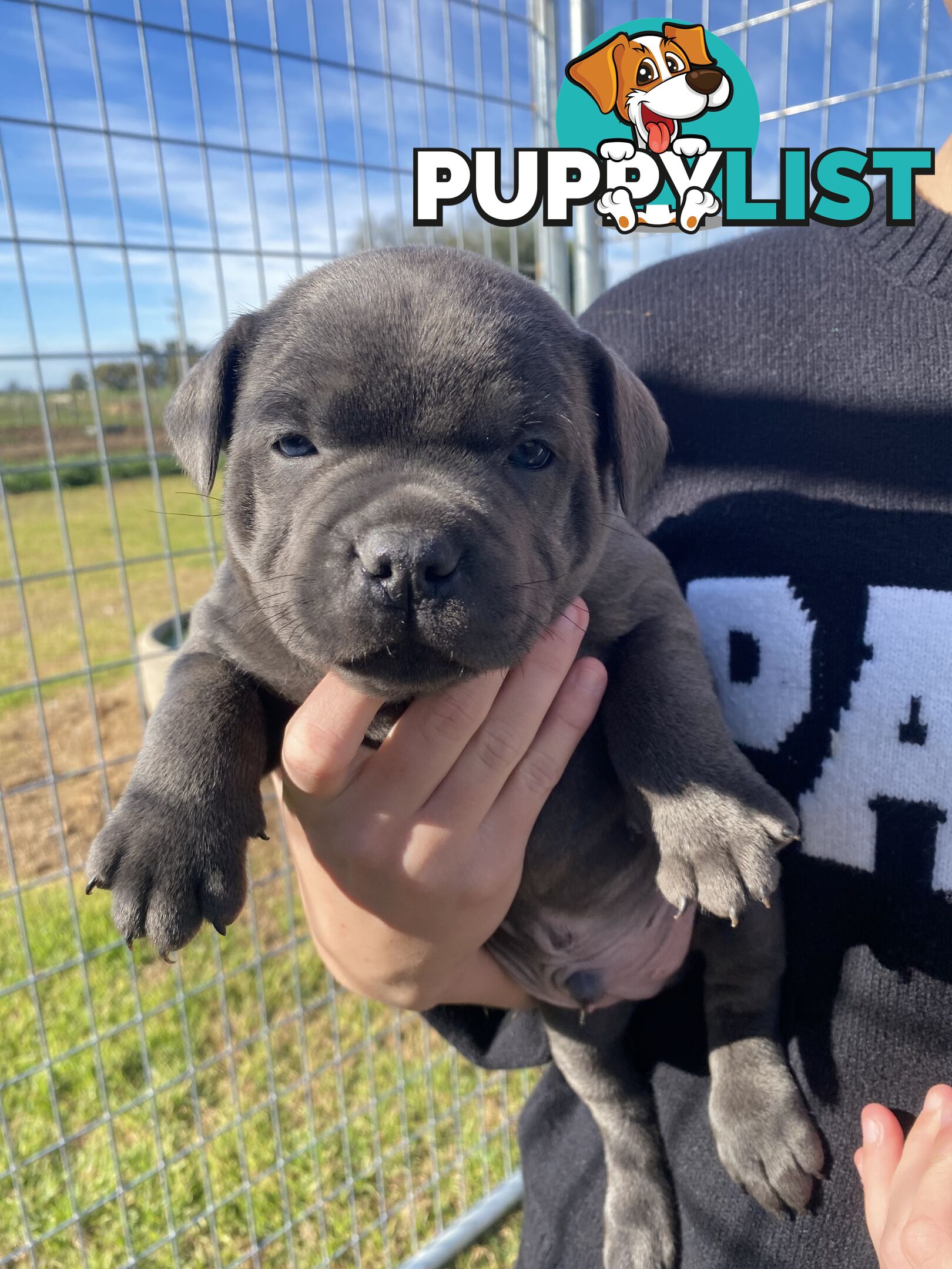 Purebred Blue Staffordshire Bull Terrier
