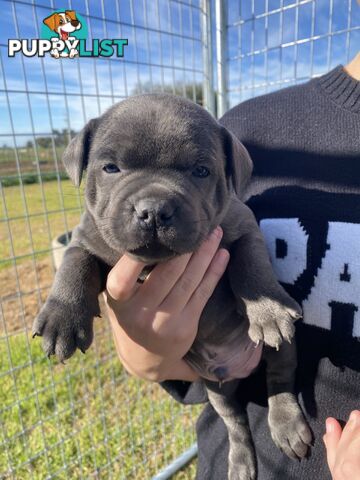 Purebred Blue Staffordshire Bull Terrier