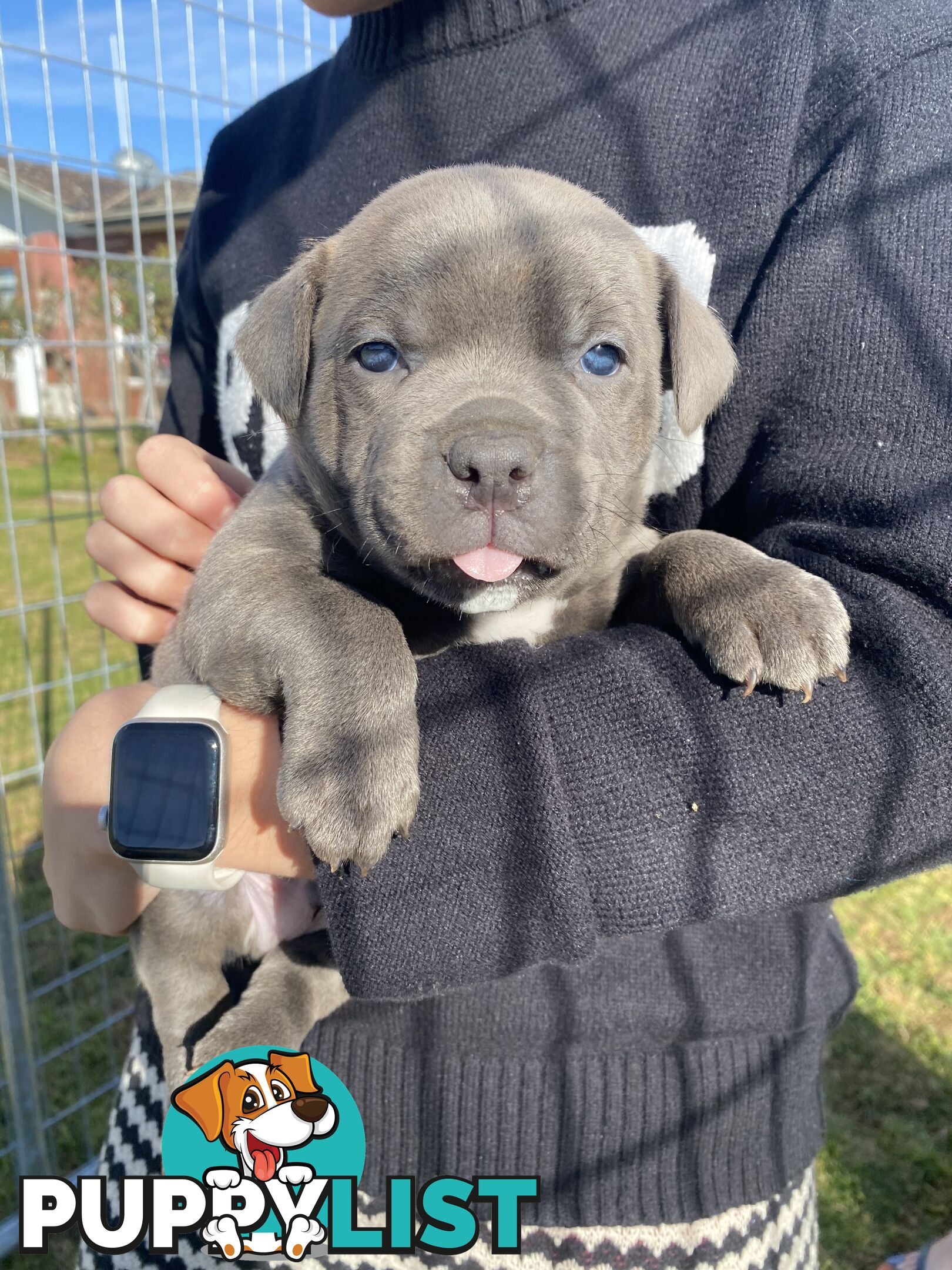 Purebred Blue Staffordshire Bull Terrier