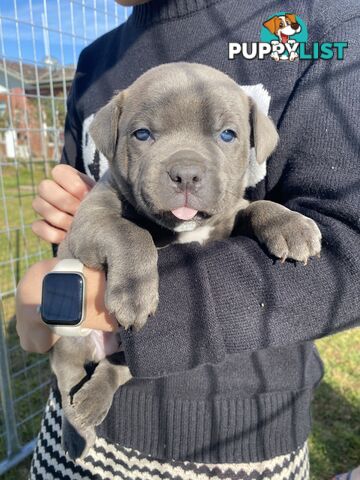 Purebred Blue Staffordshire Bull Terrier