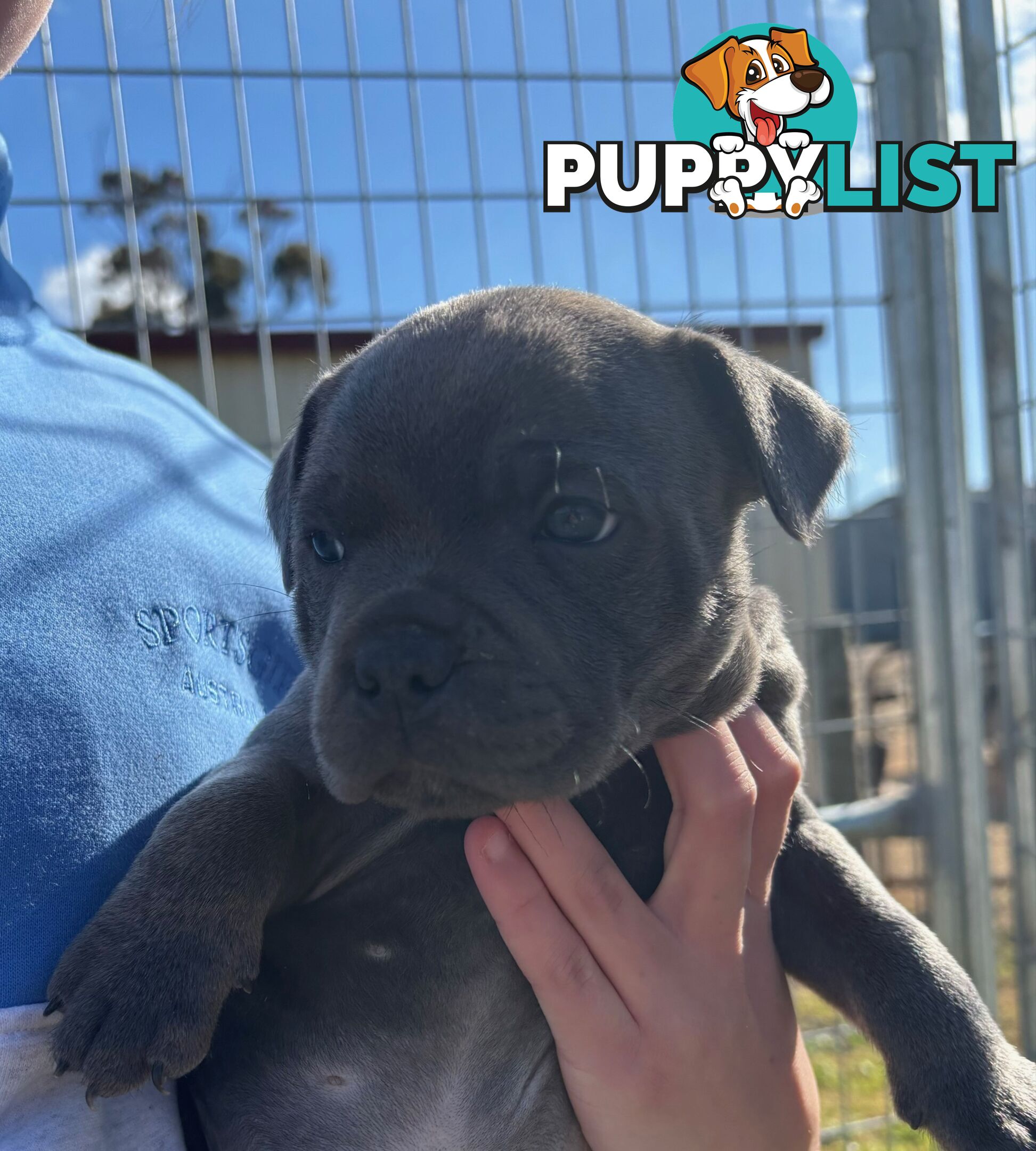 Purebred Blue Staffordshire Bull Terrier