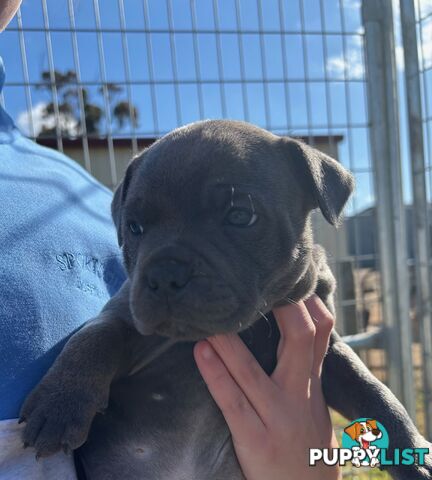 Purebred Blue Staffordshire Bull Terrier