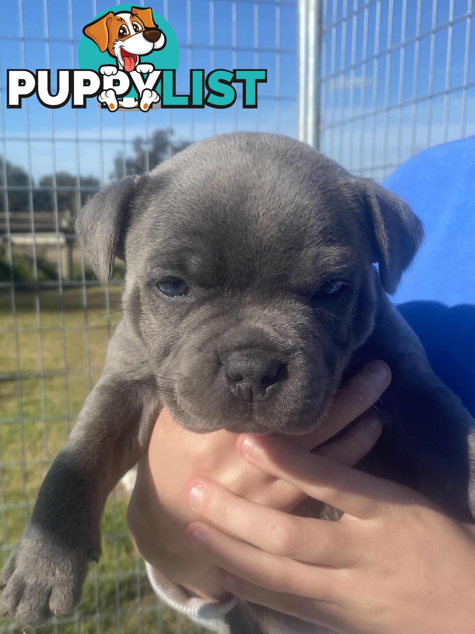 Purebred Blue Staffordshire Bull Terrier
