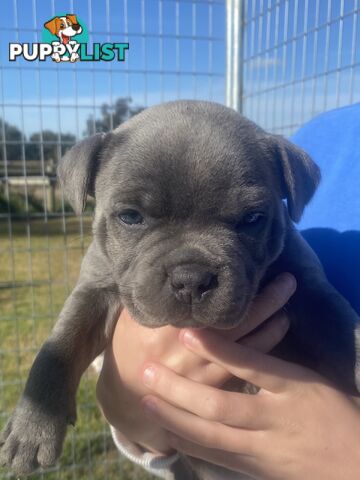 Purebred Blue Staffordshire Bull Terrier