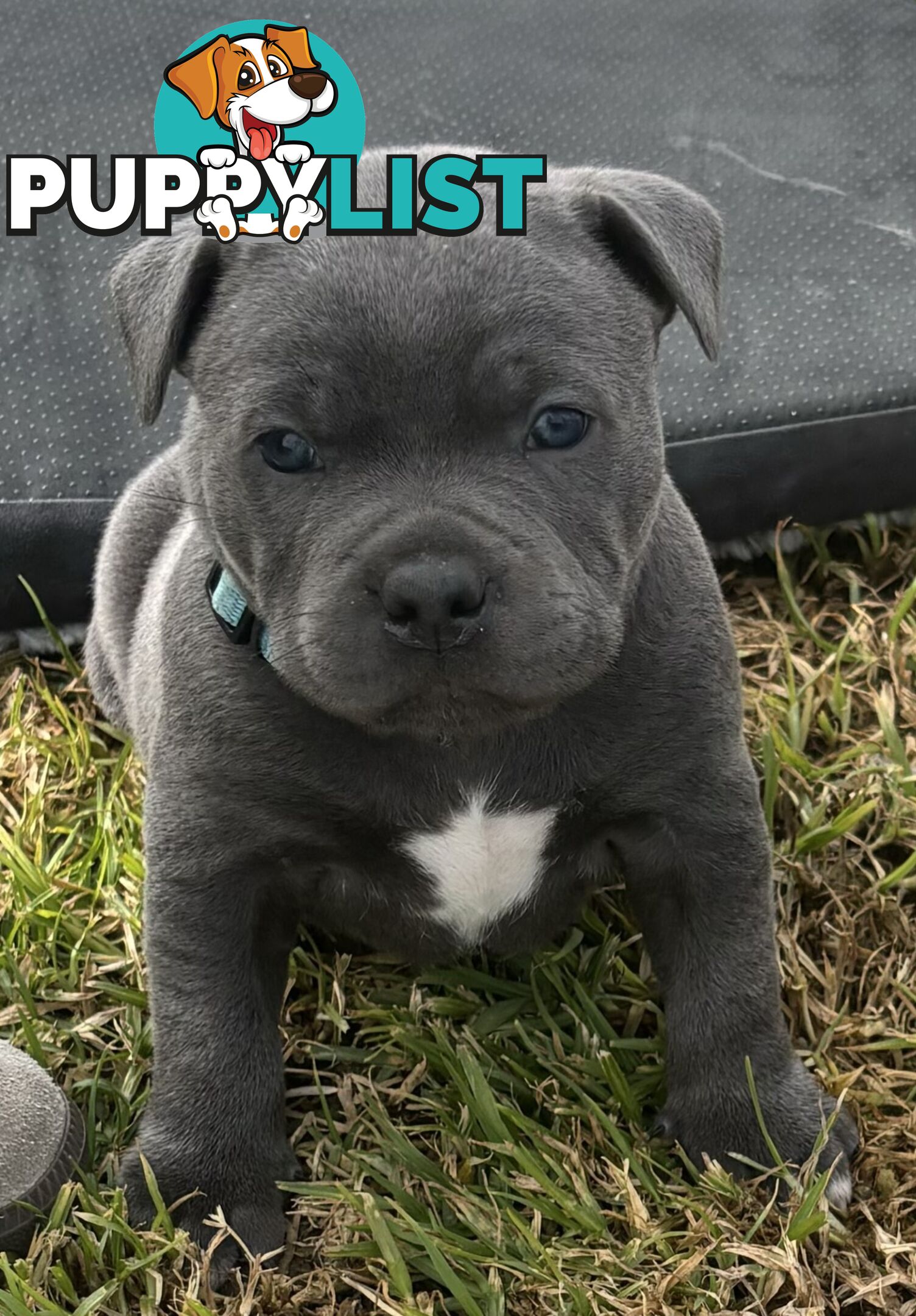 Purebred Blue Staffordshire Bull Terrier