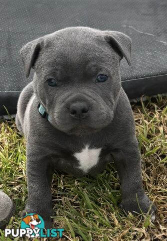 Purebred Blue Staffordshire Bull Terrier