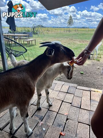 Miniature Goats