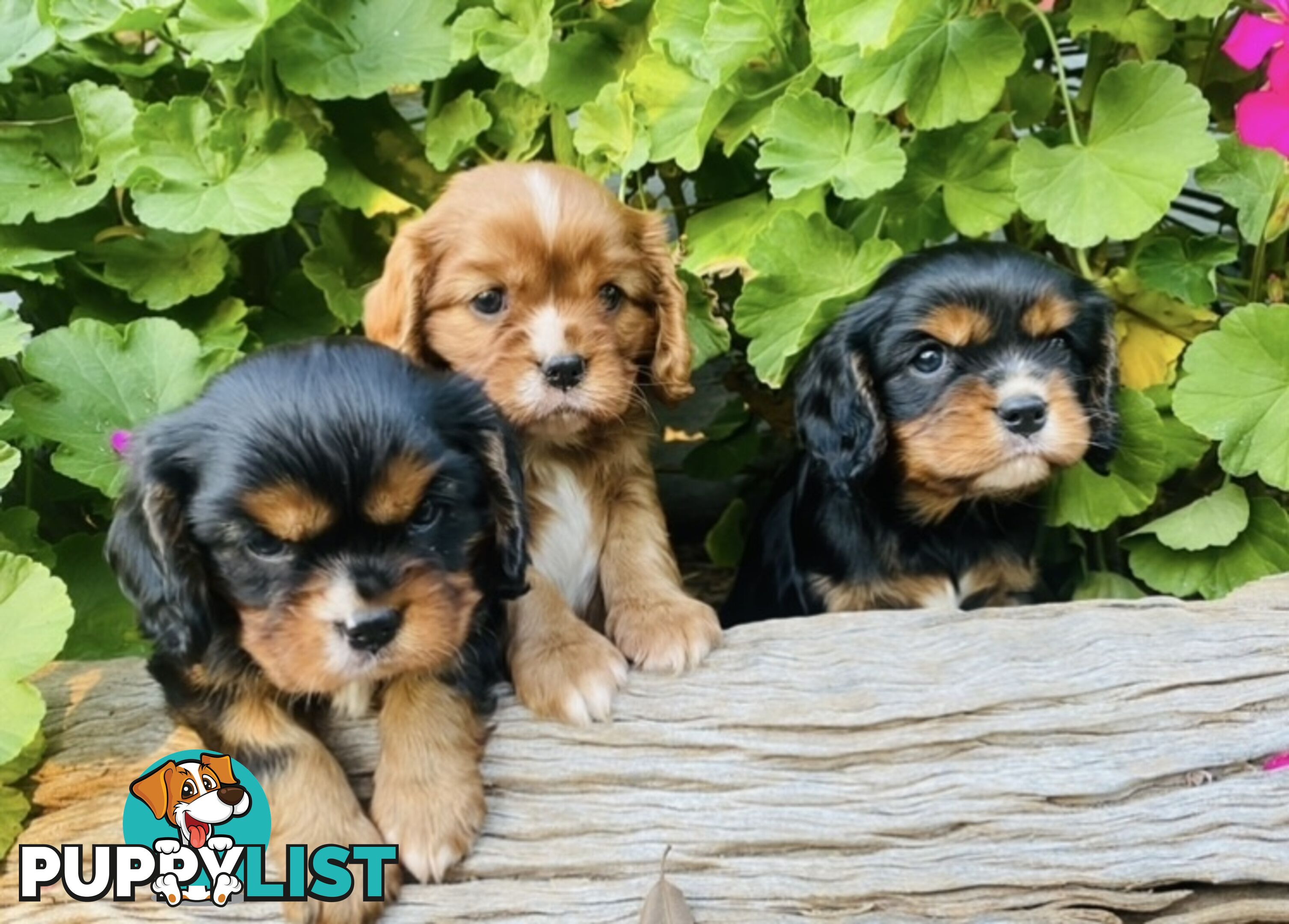 Pure Bred Cavalier King Charles Spaniel Puppies with Papers