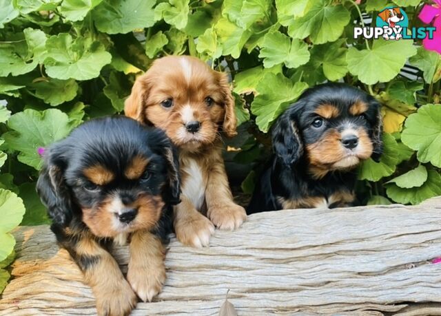 Pure Bred Cavalier King Charles Spaniel Puppies with Papers