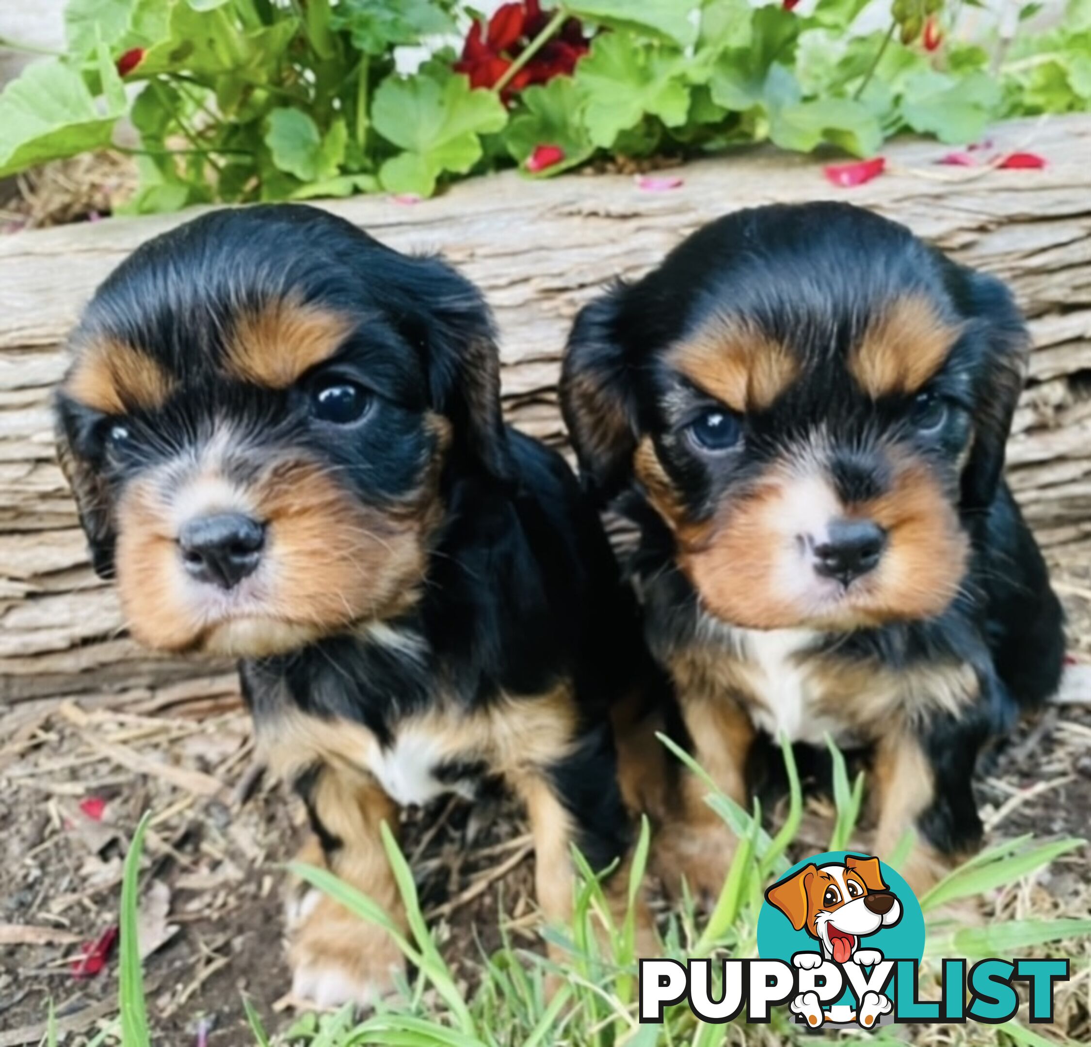 Pure Bred Cavalier King Charles Spaniel Puppies with Papers