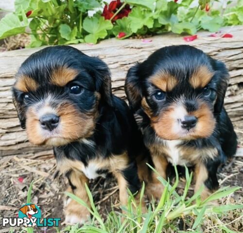 Pure Bred Cavalier King Charles Spaniel Puppies with Papers