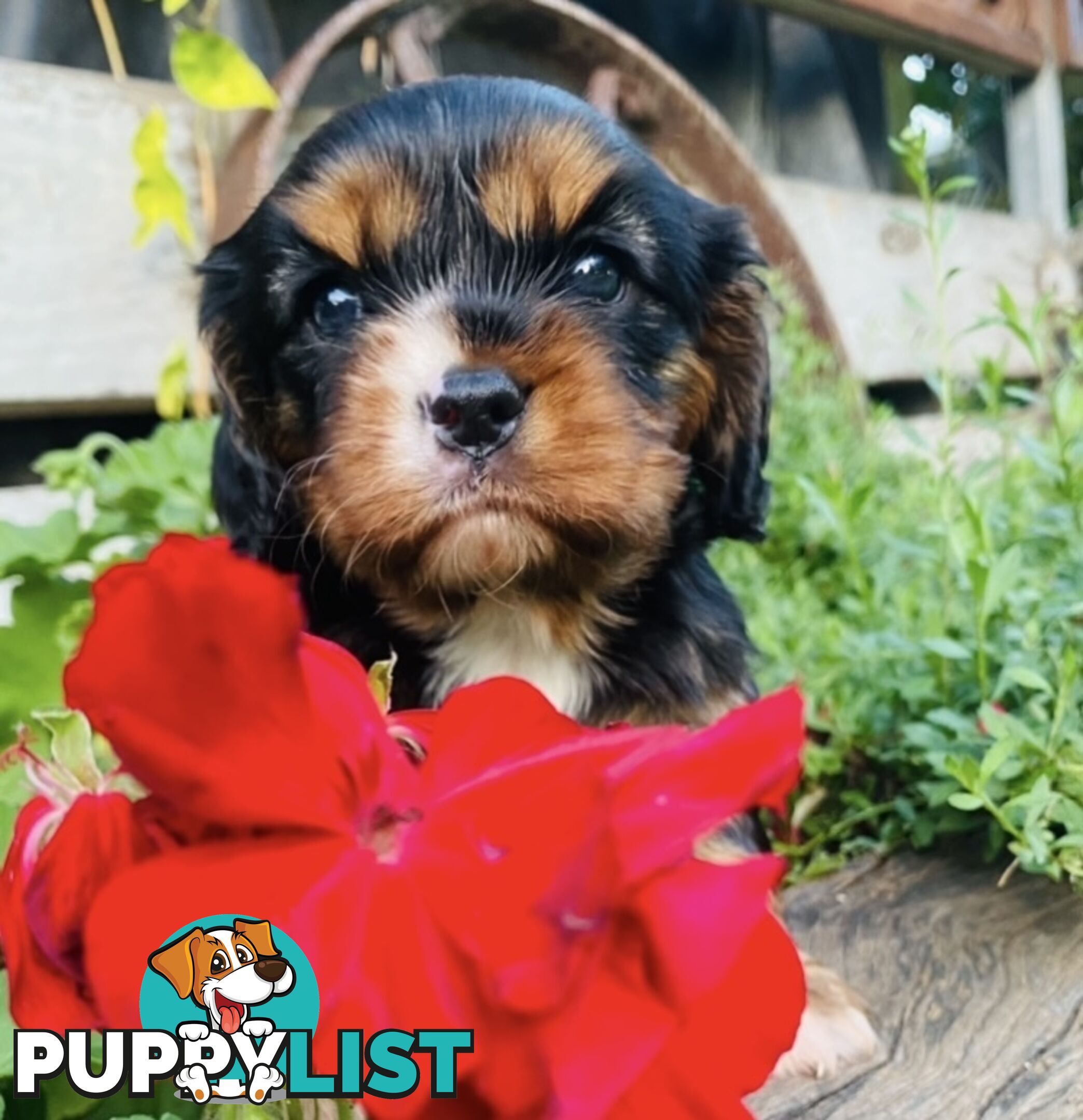 Pure Bred Cavalier King Charles Spaniel Puppies with Papers