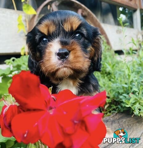 Pure Bred Cavalier King Charles Spaniel Puppies with Papers