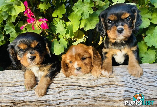 Pure Bred Cavalier King Charles Spaniel Puppies with Papers