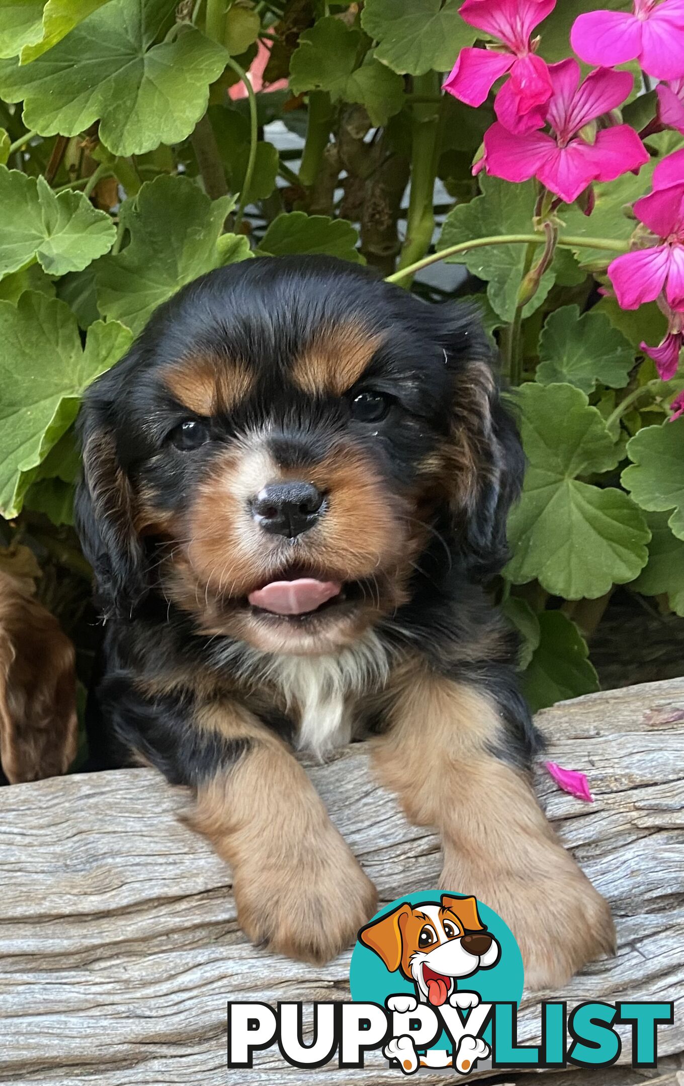 Pure Bred Cavalier King Charles Spaniel Puppies with Papers