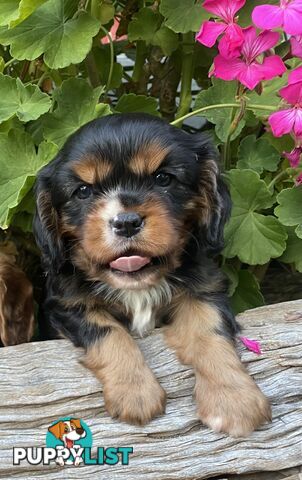 Pure Bred Cavalier King Charles Spaniel Puppies with Papers