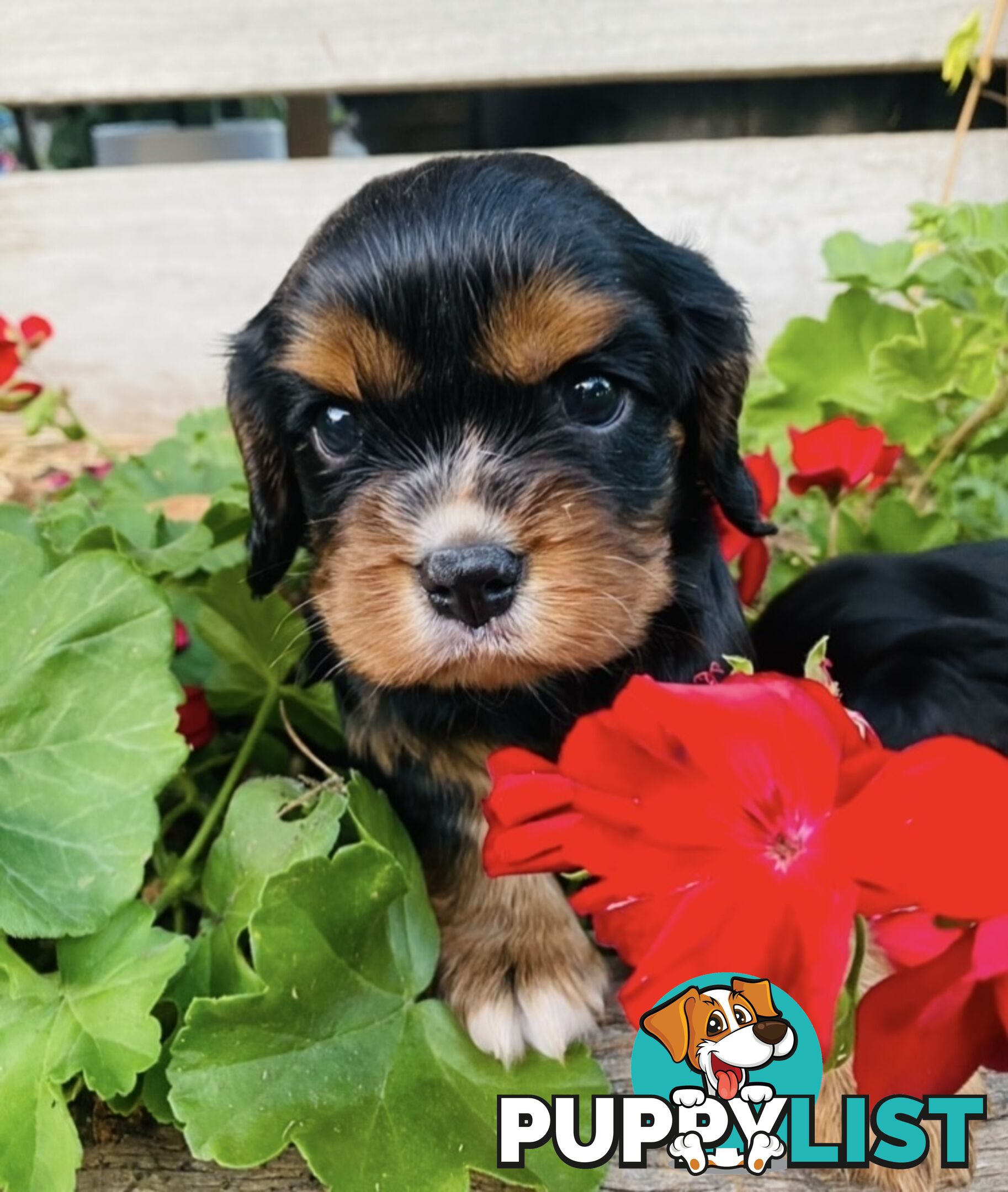 Pure Bred Cavalier King Charles Spaniel Puppies with Papers