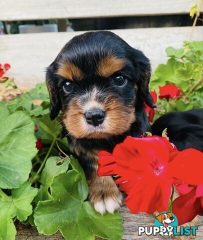 Pure Bred Cavalier King Charles Spaniel Puppies with Papers