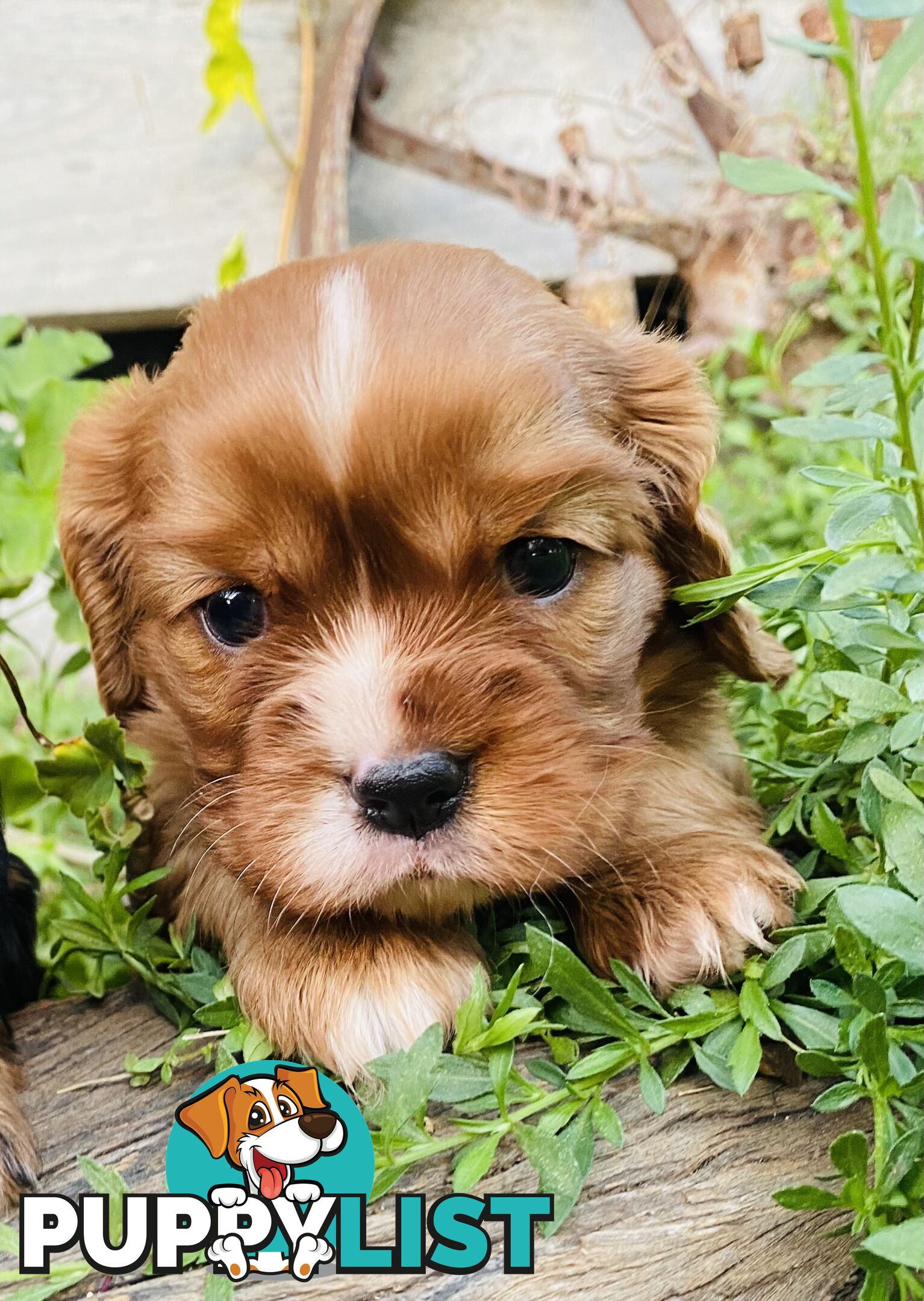 Pure Bred Cavalier King Charles Spaniel Puppies with Papers
