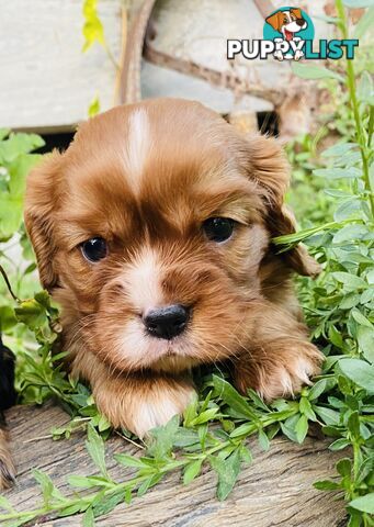 Pure Bred Cavalier King Charles Spaniel Puppies with Papers