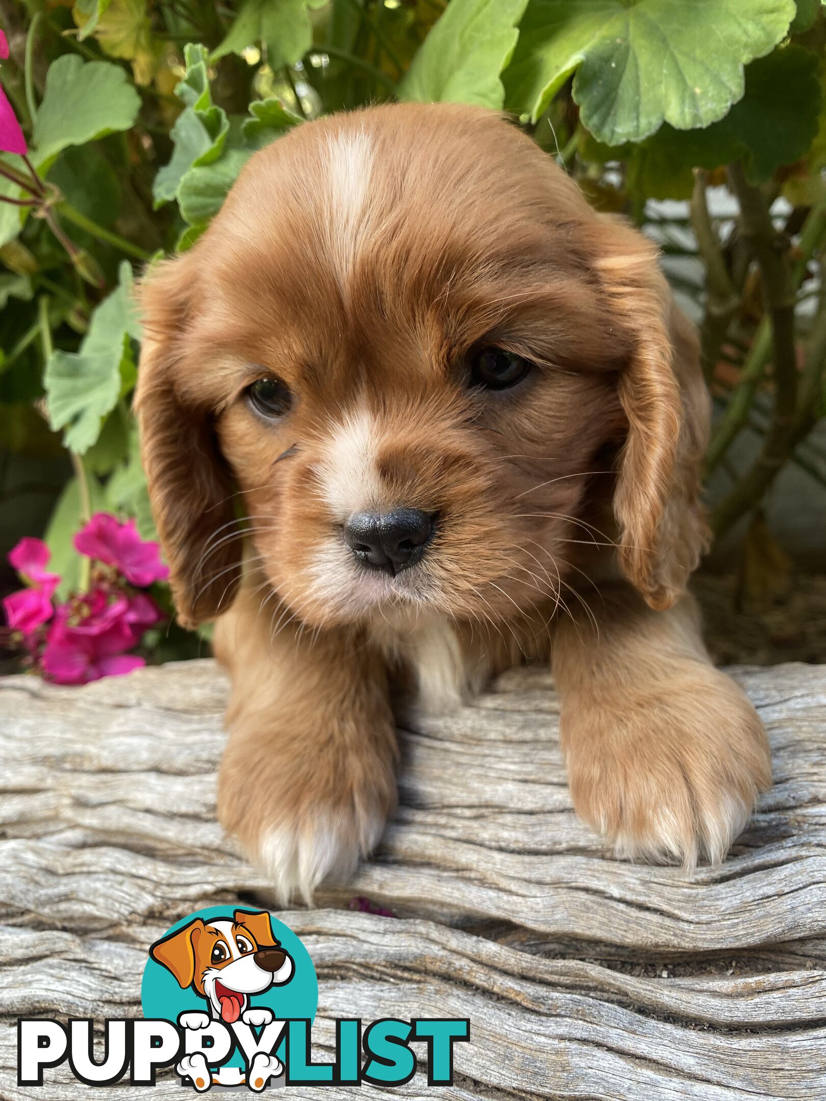 Pure Bred Cavalier King Charles Spaniel Puppies with Papers