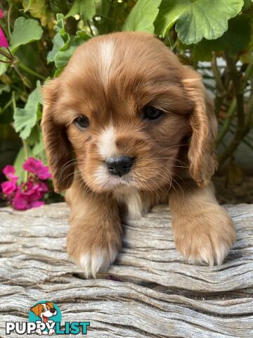 Pure Bred Cavalier King Charles Spaniel Puppies with Papers