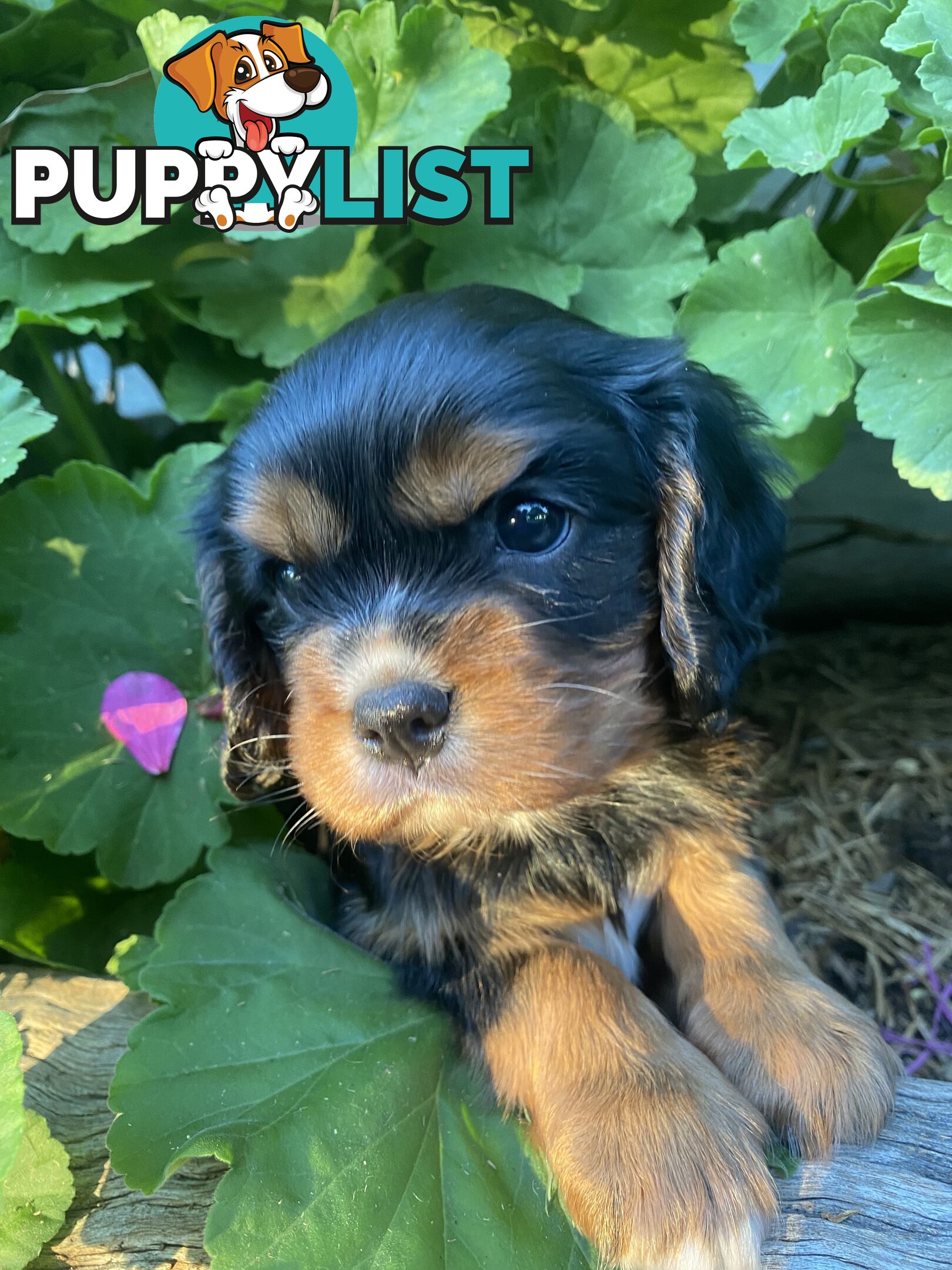 Pure Bred Cavalier King Charles Spaniel Puppies with Papers