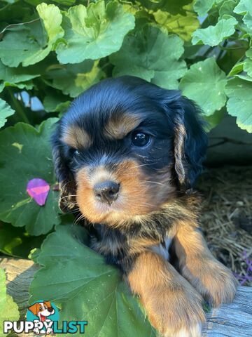 Pure Bred Cavalier King Charles Spaniel Puppies with Papers