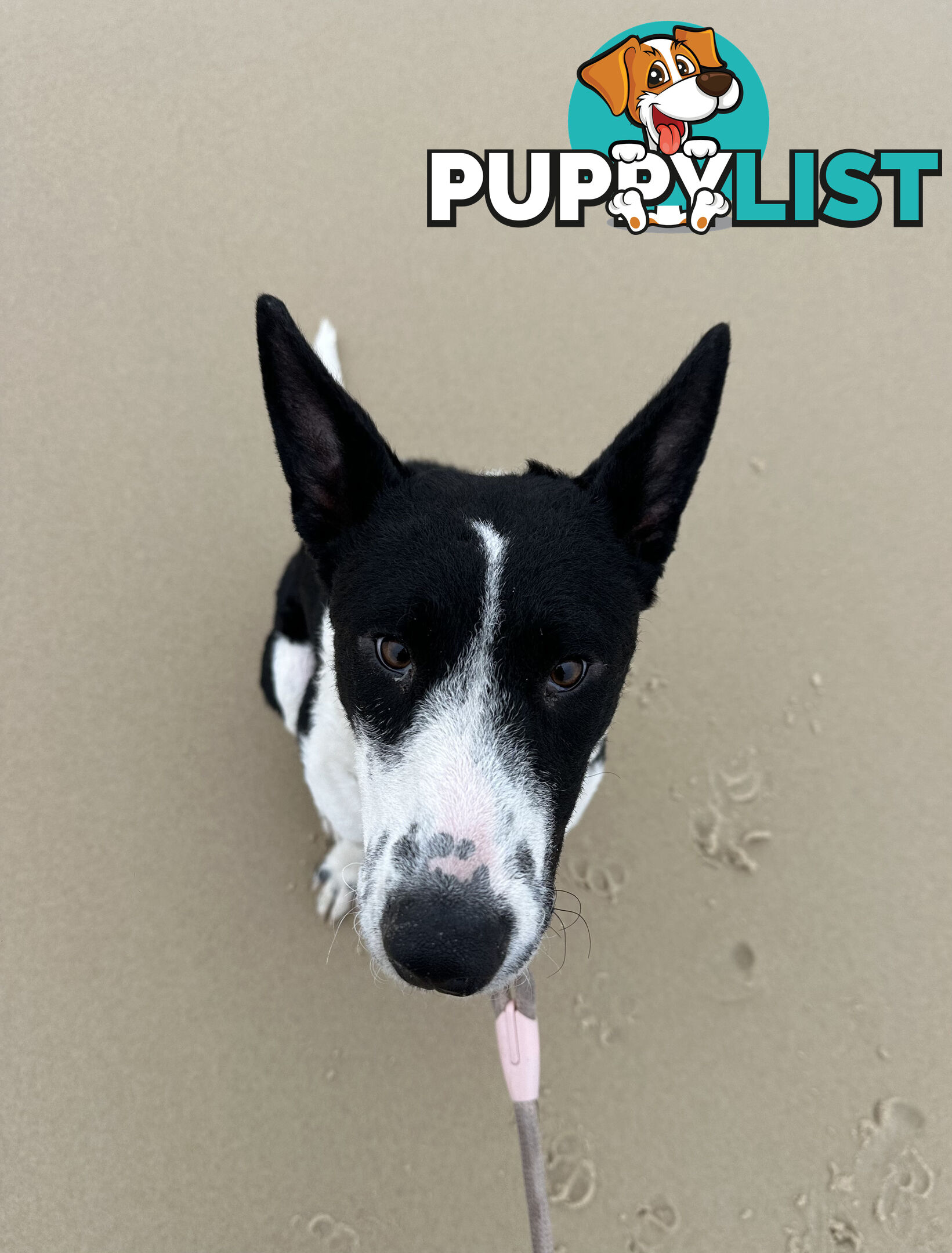 FULL LITTER OF 5x 6 MONTH OLD KELPIE PUPS