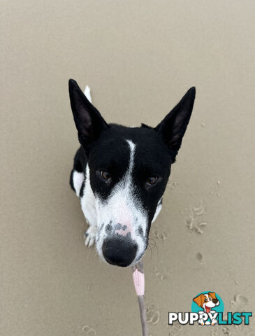 Daisy - 6 month old Perfect Kelpie X female