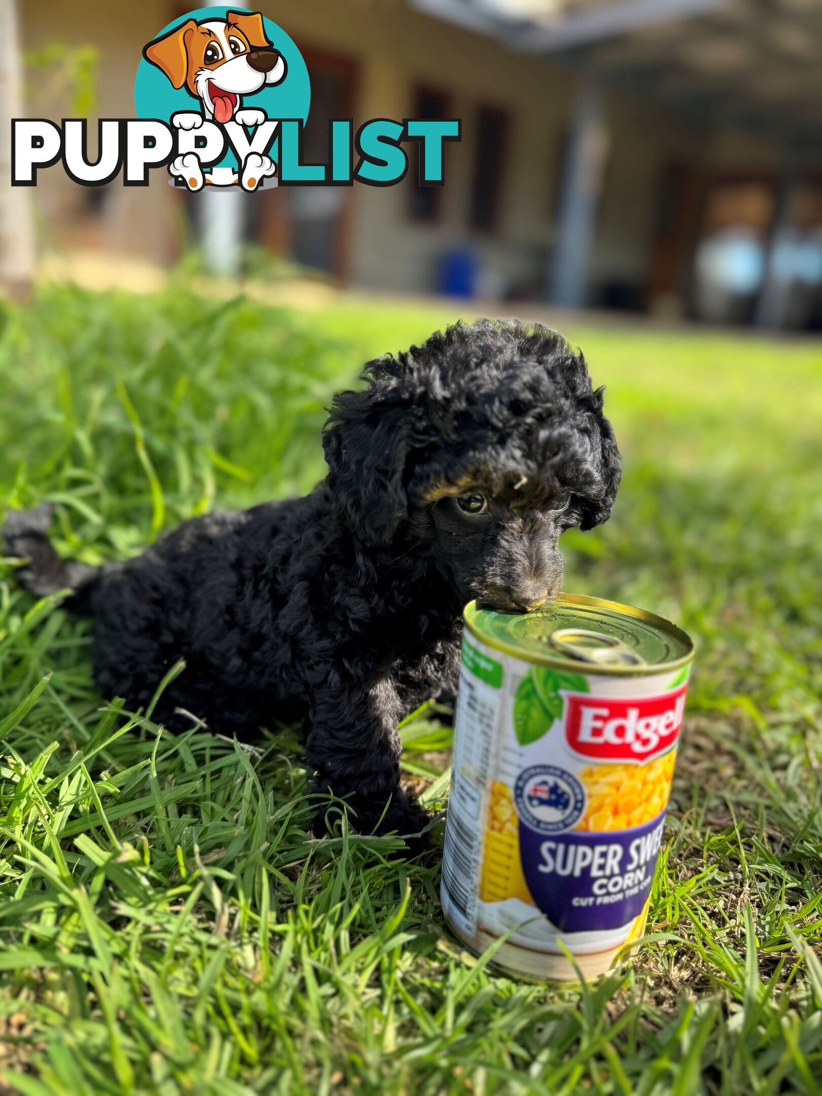 Toy Poodle x - Ready for their new homes