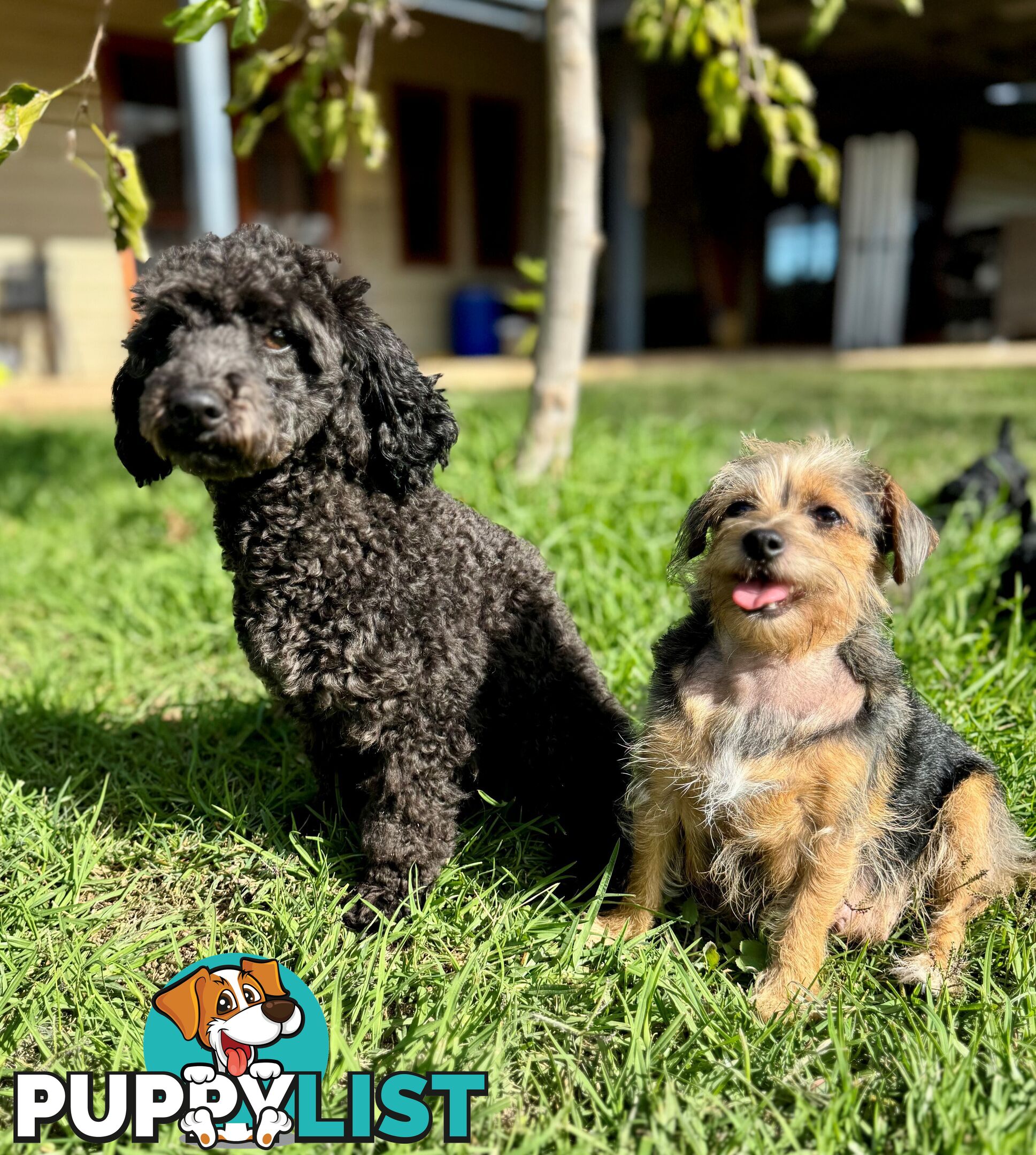 Toy Poodle x - Ready for their new homes