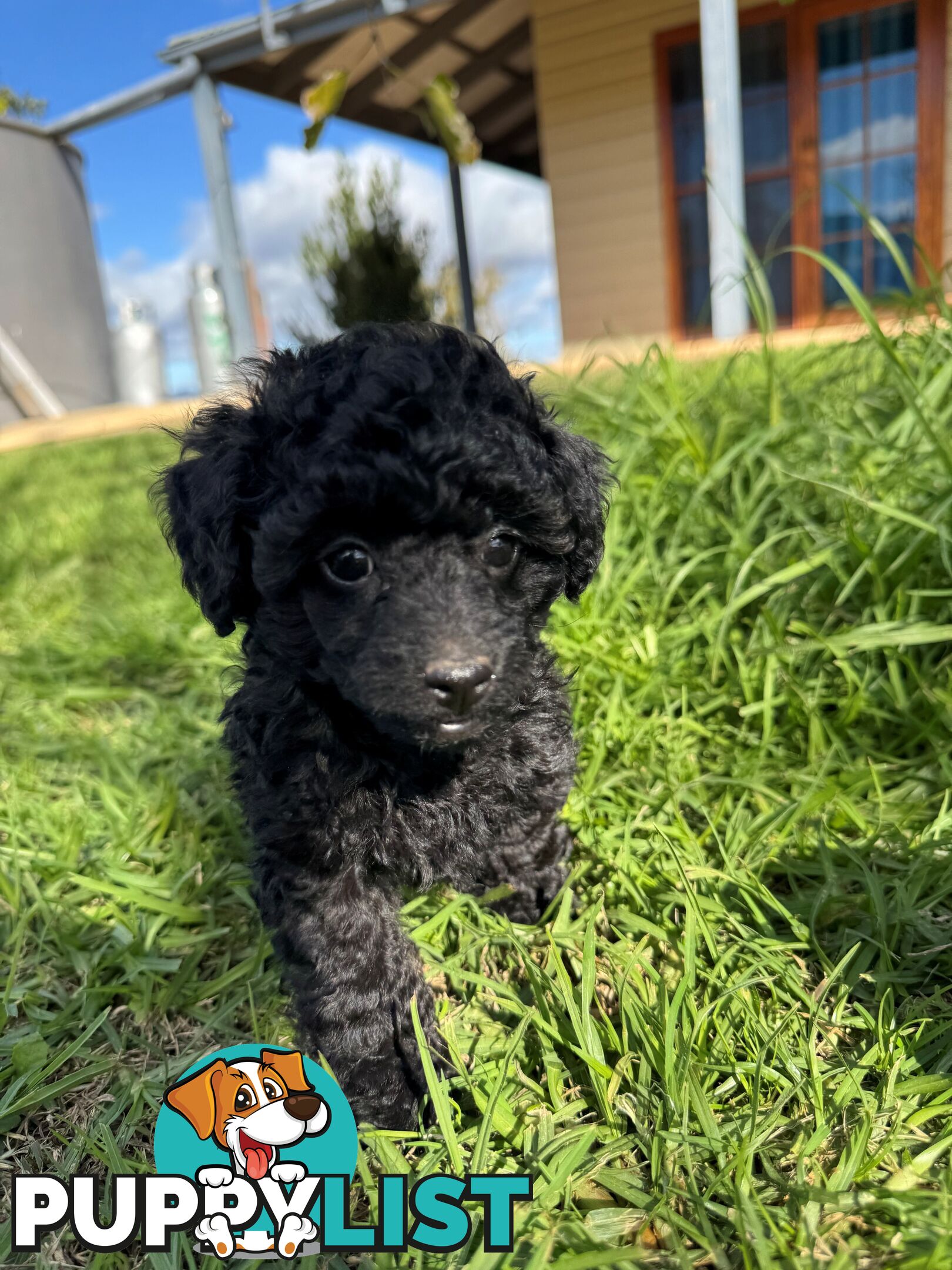 Toy Poodle x - Ready for their new homes