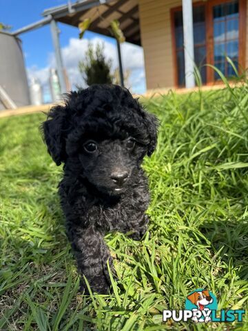 Toy Poodle x - Ready for their new homes