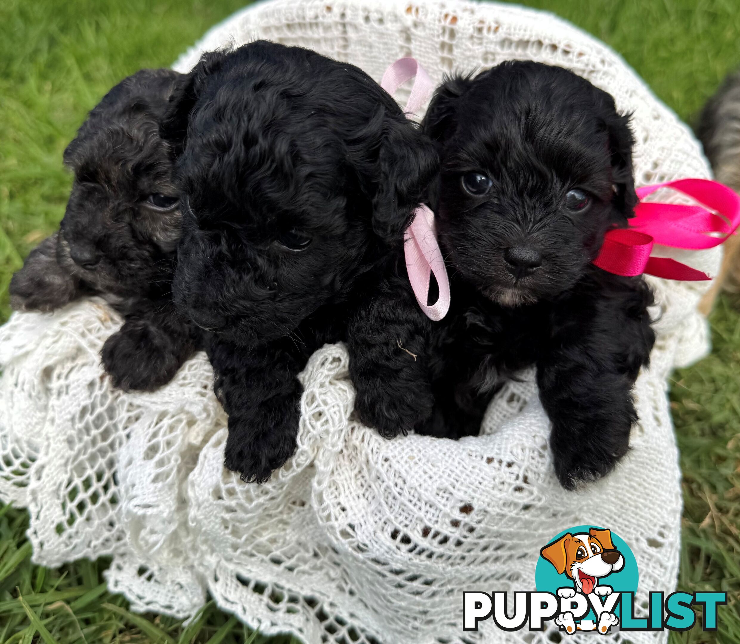 Toy Poodle x - Ready for their new homes