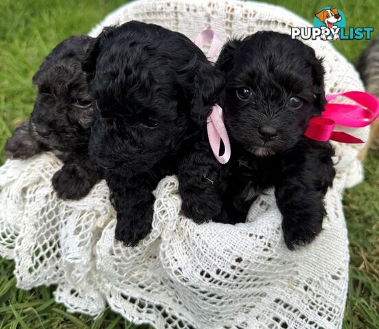 Toy Poodle x - Ready for their new homes