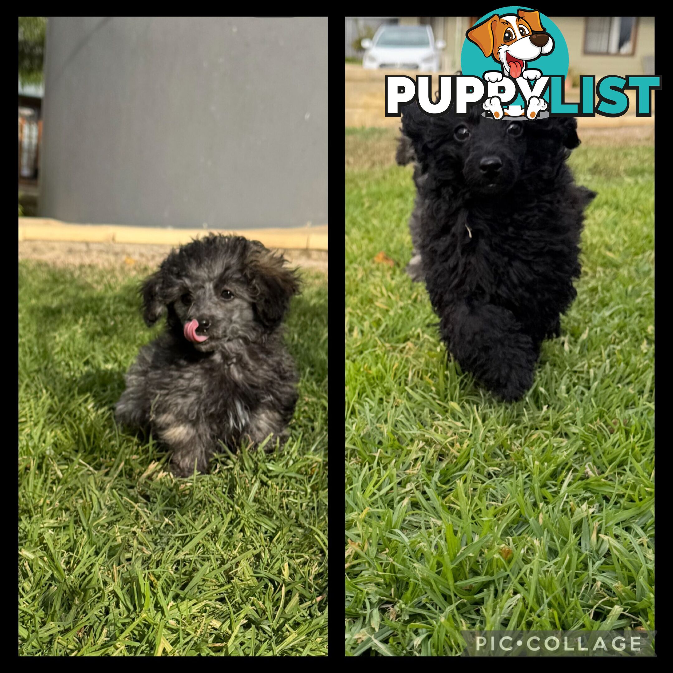 Toy Poodle x - Ready for their new homes
