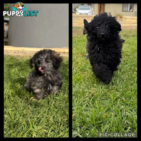 Toy Poodle x - Ready for their new homes