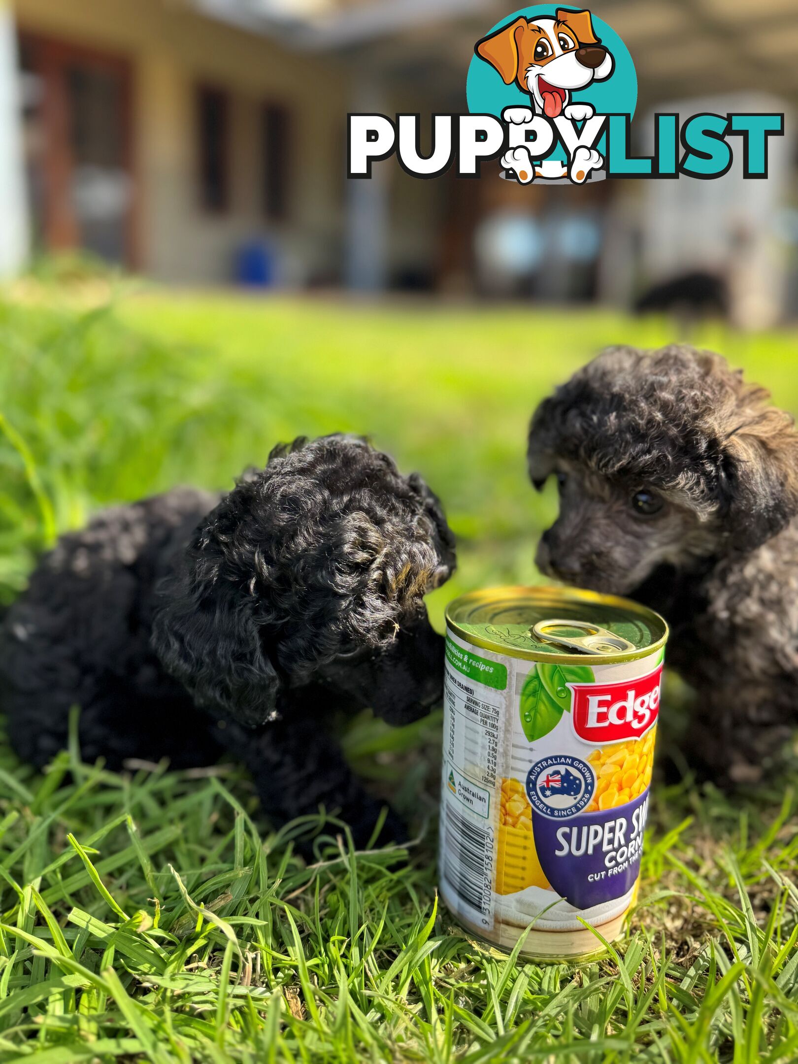 Toy Poodle x - Ready for their new homes