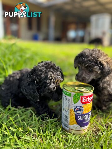 Toy Poodle x - Ready for their new homes