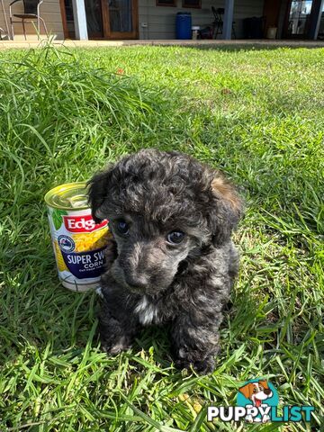 Toy Poodle x - Ready for their new homes