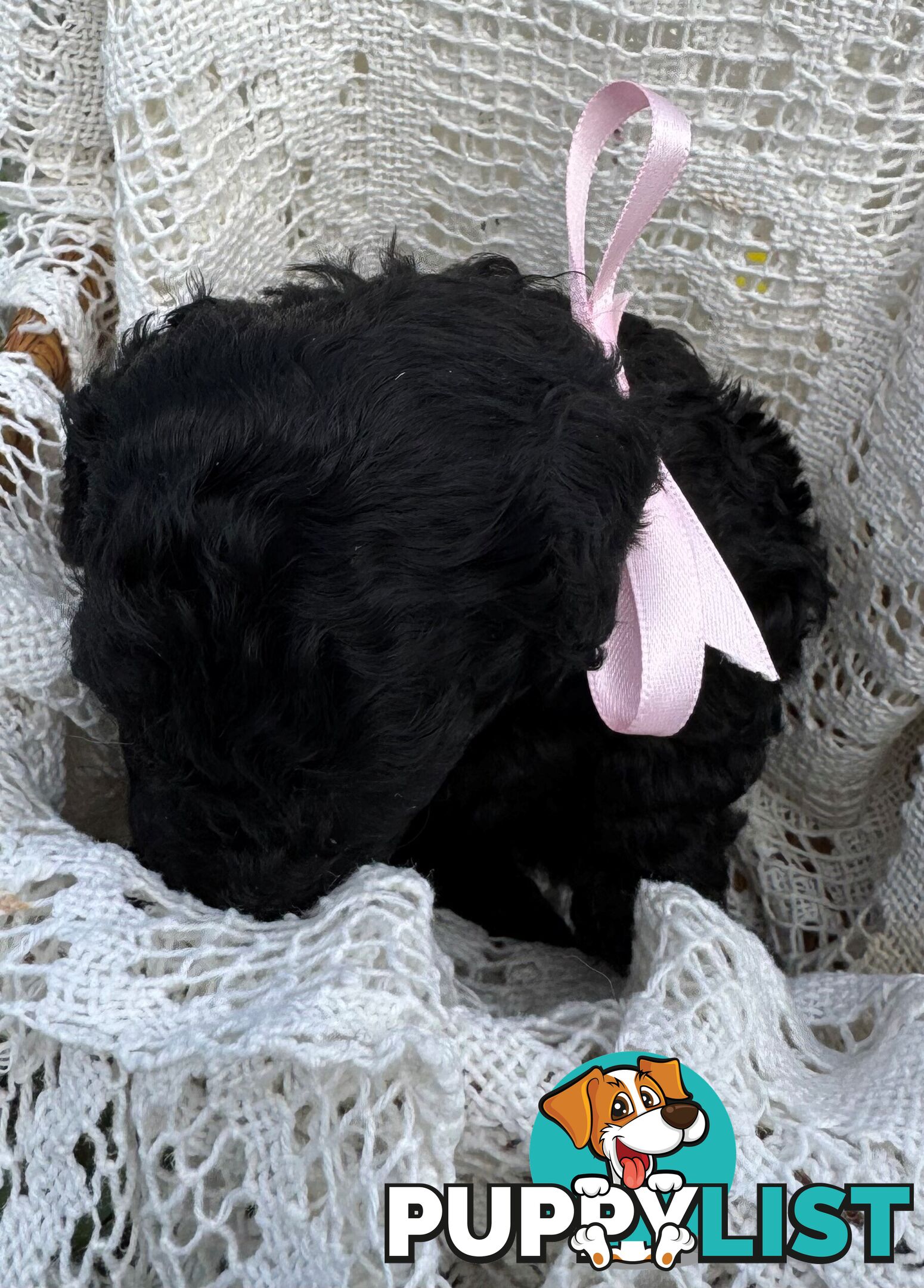 Toy Poodle x - Ready for their new homes