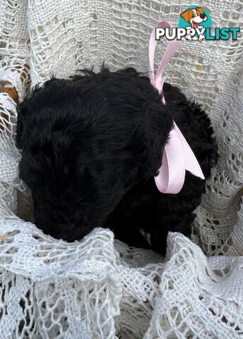 Toy Poodle x - Ready for their new homes
