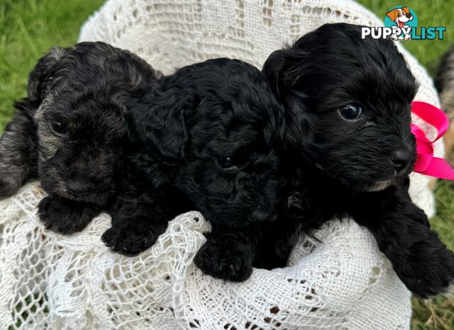 Toy Poodle x - Ready for their new homes