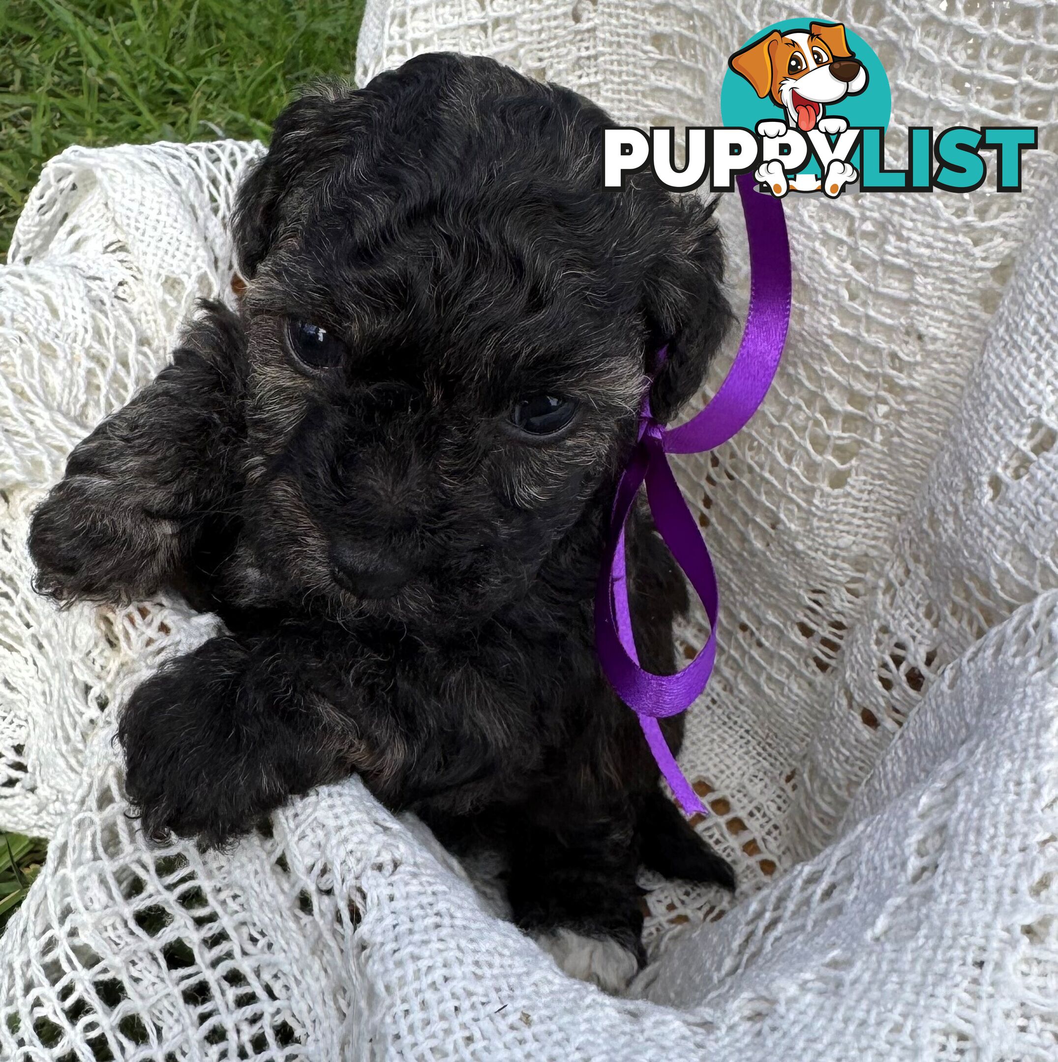 Toy Poodle x - Ready for their new homes