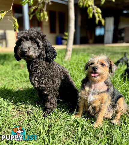 Toy Poodle x - Ready to go 8th June