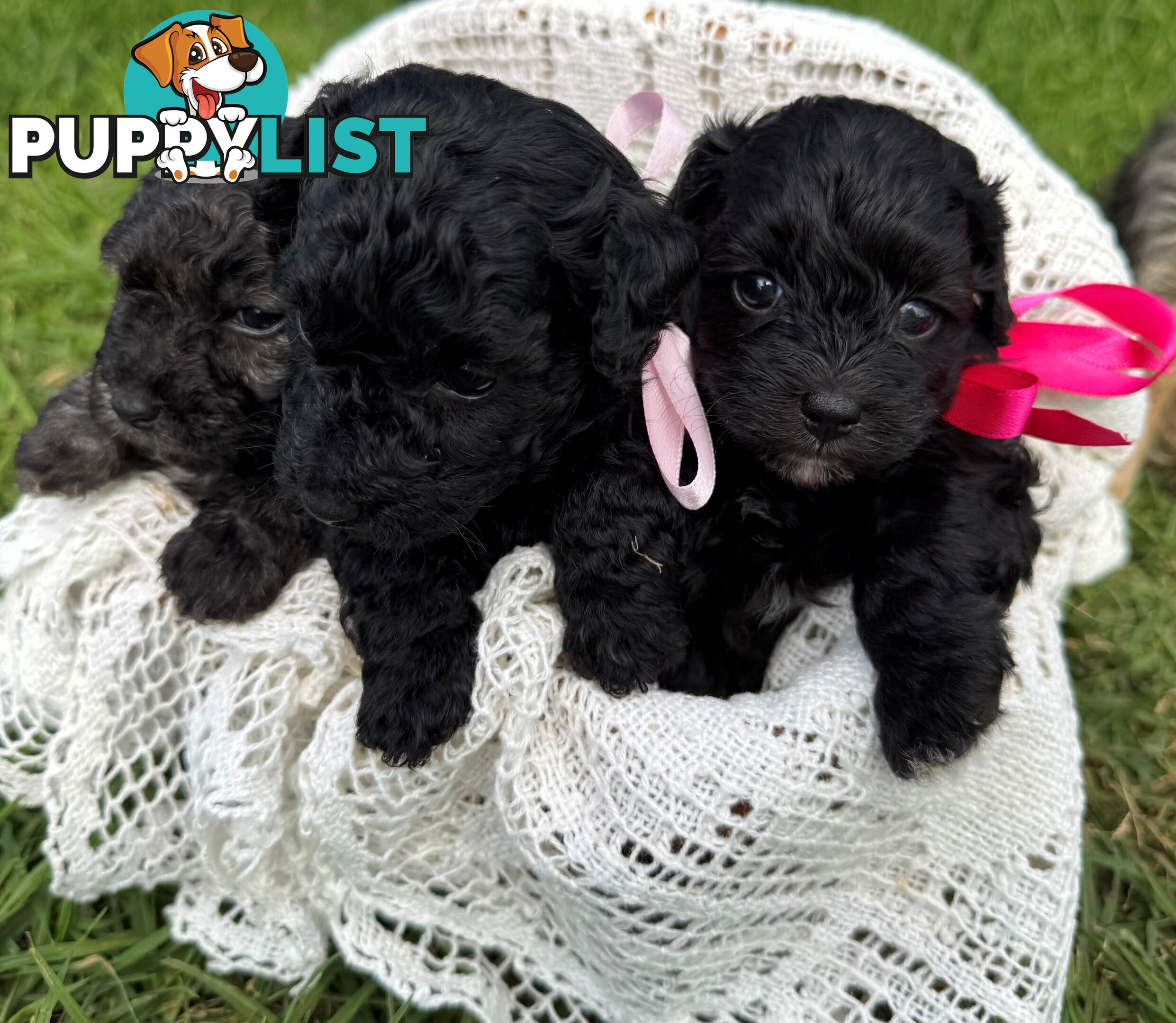 Toy Poodle x - Ready to go 8th June