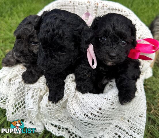 Toy Poodle x - Ready to go 8th June
