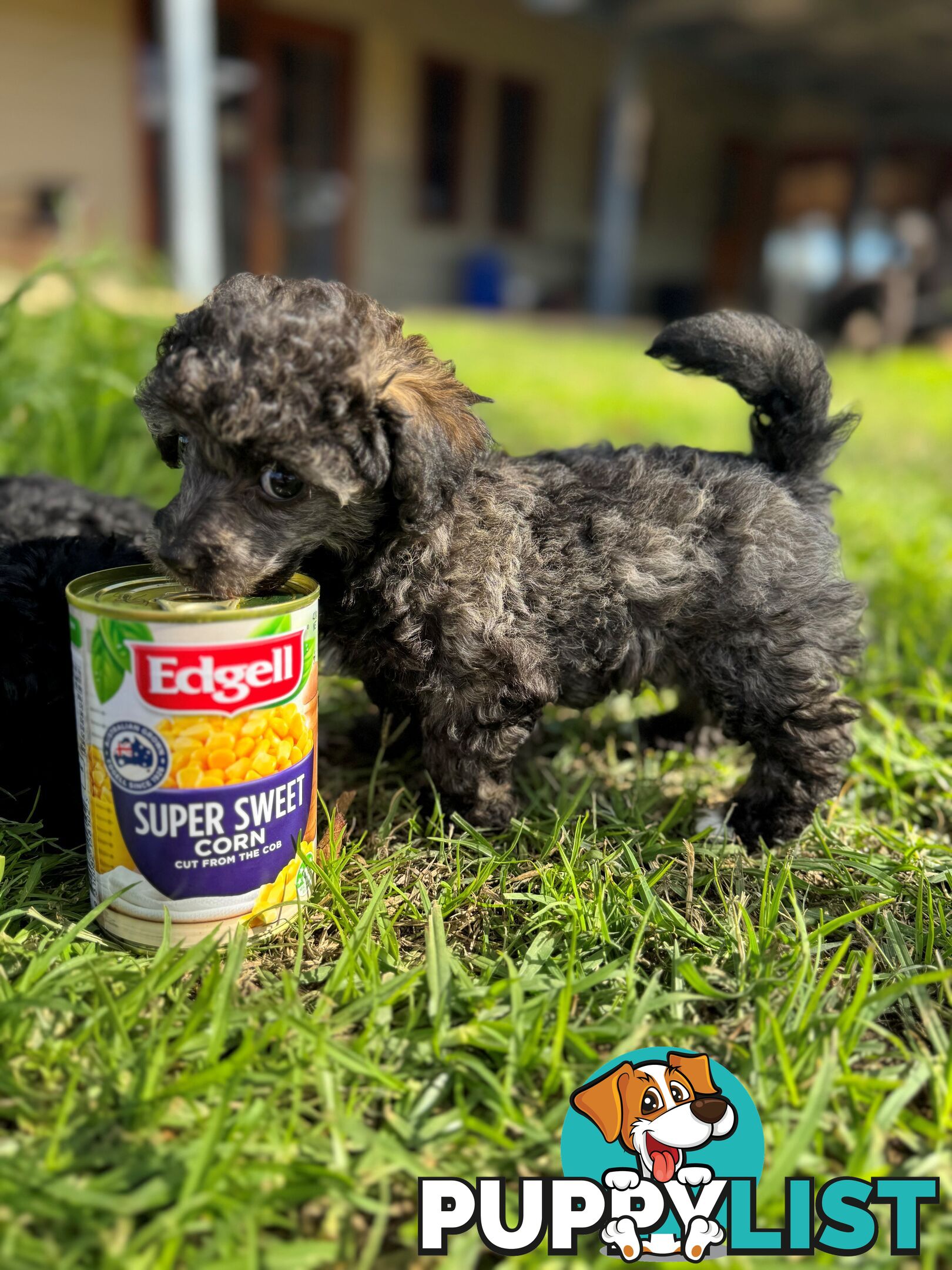 Toy Poodle x - 8 Weeks old and ready for their new home