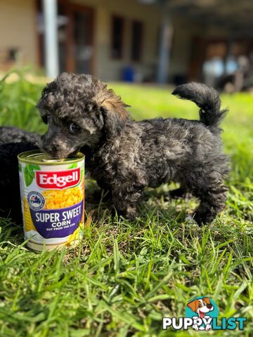 Toy Poodle x - 8 Weeks old and ready for their new home